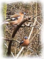 Chaffinches at Lake Vyrnwy